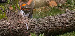 Professional Tree Removal in Oak Brook, IL